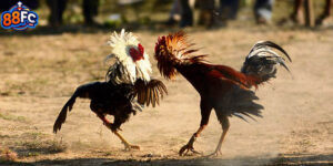 Đá Gà Trực Tiếp C1