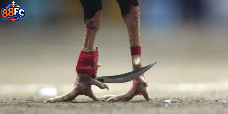 Đá gà phiên bản cựa dao có gì đặc biệt để thu hút người chơi