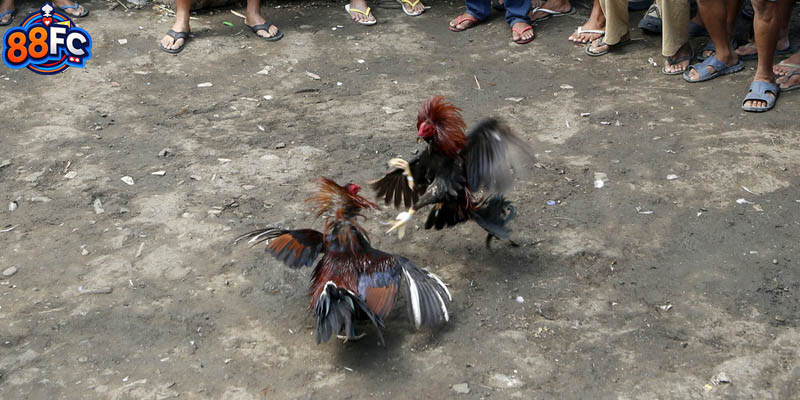 Sân chơi đá gà 88fc sở hữu vô vàn nét đặc biệt